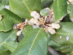 Elaeagnus thunbergii