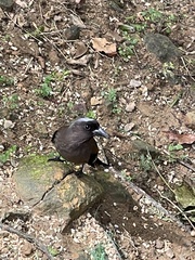 Dendrocitta formosae formosae