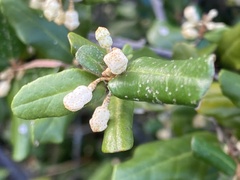 Elaeagnus thunbergii