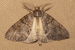Pseudocoremia suavis