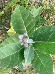Calotropis