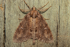 Pseudocoremia suavis