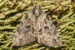 Pseudocoremia suavis