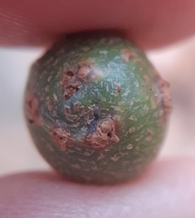 Andricus infectorius