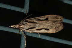 Scoparia rotuella