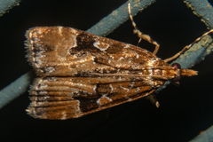 Scoparia ustimacula