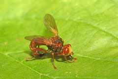 Sicus ferrugineus