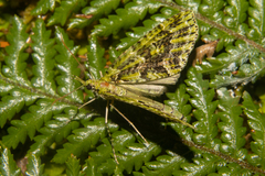 Tatosoma tipulata