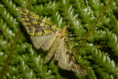 Tatosoma tipulata