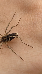 Odiellus troguloides