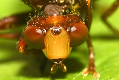 Sicus ferrugineus