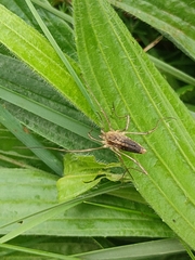 Odiellus troguloides