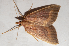 Xanthorhoe occulta