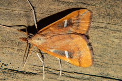 Udea notata
