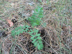 Sibbaldianthe bifurca