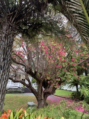 Rhododendron arboreum