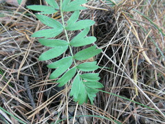 Sibbaldianthe bifurca