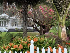 Rhododendron arboreum
