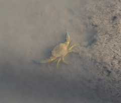 Portunidae