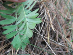 Sibbaldianthe bifurca