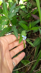 Commelina diffusa diffusa