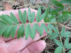 Sibbaldianthe bifurca