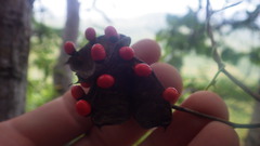 Abrus precatorius africanus