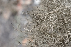 Lethariella intricata