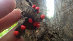 Abrus precatorius africanus