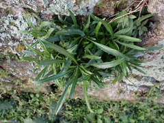 Diplotaxis tenuifolia