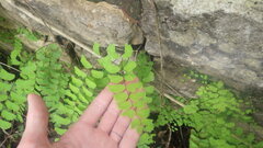 Adiantum philippense subsp. philippense image