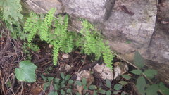 Adiantum philippense subsp. philippense image