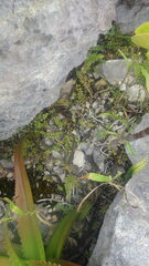 Adiantum philippense philippense