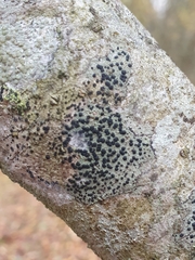 Lecidella