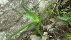 Aloe anivoranoensis