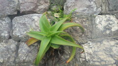 Aloe anivoranoensis