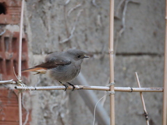Phoenicurus ochruros gibraltariensis