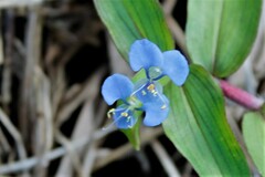 Commelina eckloniana