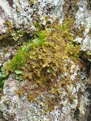 Ptilidium pulcherrimum