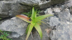 Aloe anivoranoensis