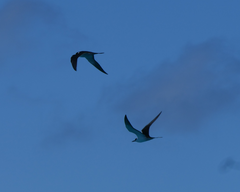 Onychoprion fuscatus