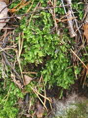 Plagiothecium