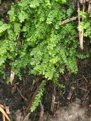 Plagiothecium