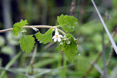 Chaenostoma cordatum