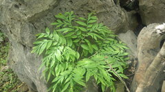 Amorphophallus taurostigma