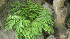 Amorphophallus taurostigma