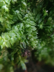 Plagiothecium