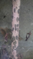 Amorphophallus taurostigma