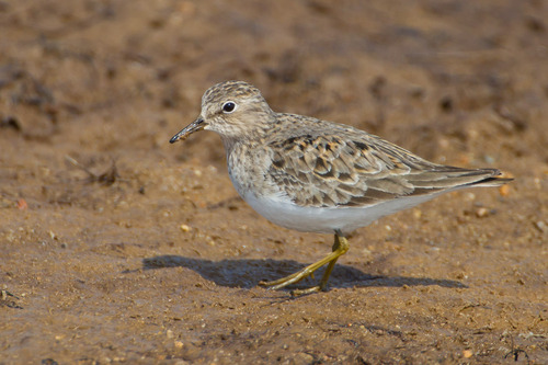 Temminck's Stint
