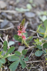Indigofera hendecaphylla